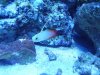 Firefish.JPG
