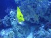 Yellow tang pic.JPG
