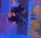 ORA Domino clownfish pair 2.jpg