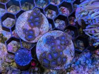 tubb's blue zoa frags.jpg