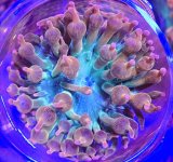 Rainbow BT Anemone.JPG