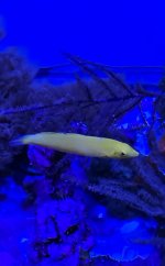 Yellow Coris Wrasse.jpg