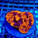 235 7110F5E0-63D6-4551-A5C4-19FC6AACAFEC_1_201_a.jpg