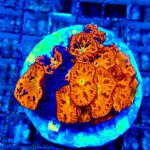 235 740628D4-5AB4-4D51-9ECD-DFE68A318A64_1_201_a.jpg