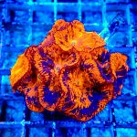 325 6BC05643-D231-46ED-B816-DD43CF8DB9D7_1_201_a.jpg