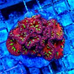 225 BEF06EC6-A9BE-4126-8714-D2860F30721B_1_201_a.jpg