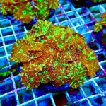 215 WhatsApp Image 2026-03-04 at 11.34.09 (1).jpeg