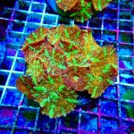 215 WhatsApp Image 2026-03-04 at 11.34.09.jpeg