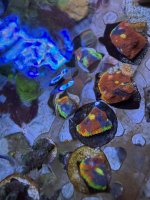 IMG_2223.jpeg