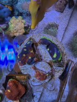 IMG_2225.jpeg