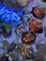IMG_2223.jpeg