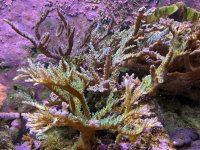 IMG_5916.jpeg
