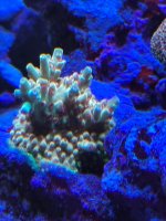 IMG_1335.jpeg