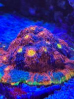 IMG_1349.jpeg
