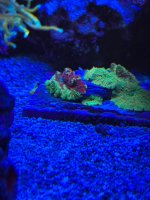 IMG_1351.jpeg
