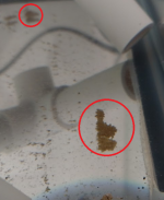 Mantis Shrimp Eggs.png