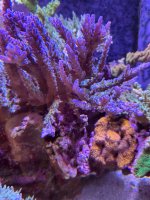 IMG_3558.jpeg