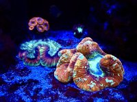 IMG_6455.jpeg