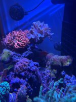IMG_9905B671-DB16-4673-A170-02DF8CE7E06F.jpeg