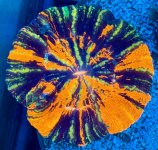 IMG_0699.jpeg