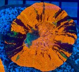 IMG_0700.jpeg