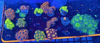 IMG_0724.jpeg