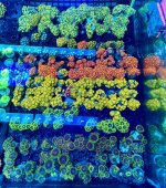 IMG_0715.jpeg