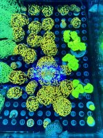 IMG_0714.jpeg