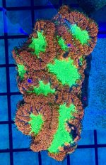 IMG_0702.jpeg