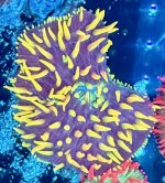 IMG_0737.jpeg