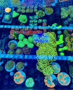 IMG_0716.jpeg
