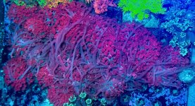 IMG_0767.jpeg