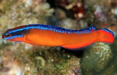Aldabraensis Neon (Pseudochromis Aldabraensis)-55.jpg