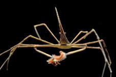 Arrow Crab (Stenorhynchus Seticornis)-25 .jpg