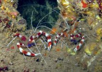 Banded Coral Shrimp (Stenopus Hispidus)-20.jpg