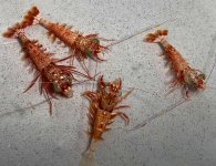 Big Eye Shrimp-40.jpg