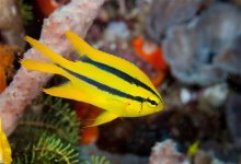 Black and Gold Chromis-20.jpg