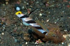 Black Ray Goby (Stonogobiops Nematodes)-30.jpg