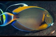 Black Spot Tang (Acanthurus Bariene)- 200.jpg