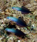 Blackfin Dartfish (Ptereleotris Evides) - 30.jpg