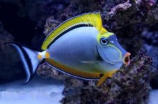 Blonde Naso Tang (Naso elegans)-150.jpg