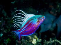 Blue Flasher Wrasse (Paracheilinus Cyaneus) Male - 80.jpg
