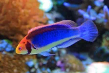 Clown Fairy Wrasse (Cirrhilabrus Solorensis)-55.webp