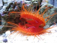 Electric Flame Scallop- 30.jpg