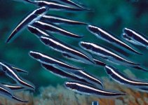 Engineer Goby (Pholidichthys Leucotaenia) -15.jpg