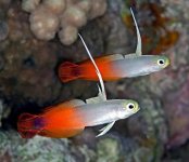 Fire Dartfish (Nemateleotris Magnifica) -20.jpg