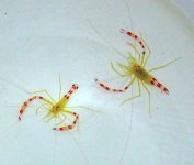 Gold Coral Banded Shrimp (Stenopus Zanzibaricus)-30.jpg