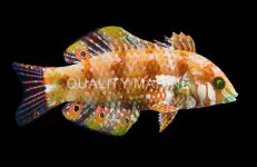 Gold Nugget Wrasse -115  .jpg