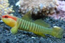Green Banded Goby-40.webp