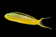 Green Canary Blenny (Meiacanthus Tongaensis)-35 .webp